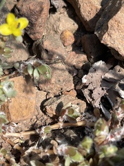 Portulaca quadrifida