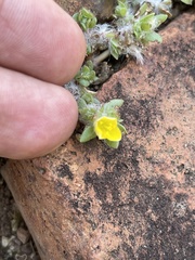 Portulaca quadrifida