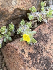 Portulaca quadrifida