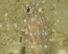 Istigobius rigilius
