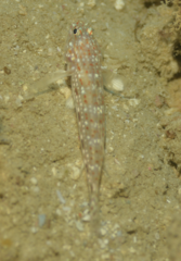 Istigobius rigilius