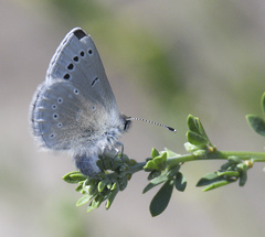 Glaucopsyche lygdamus palosverdesensis