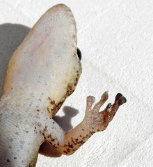 Marbled Leaf-Toed Gecko photo 5