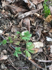 Potentilla heptaphylla