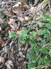Potentilla heptaphylla