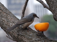 Hypsipetes amaurotis
