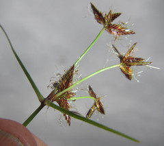 Cyperus mundii