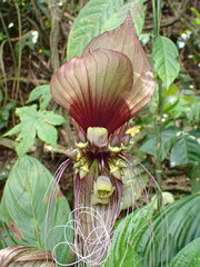 Tacca integrifolia