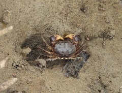 Pseudohelice subquadrata