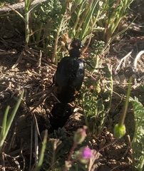 Lytta sublaevis