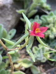 Portulaca kermesina