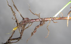Cyperus mundii