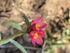 Portulaca kermesina