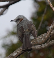Hypsipetes amaurotis