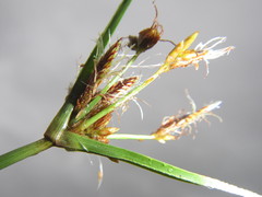 Cyperus mundii