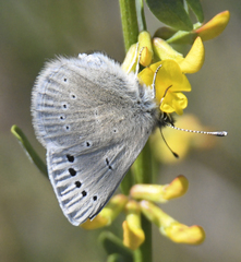 Glaucopsyche lygdamus palosverdesensis