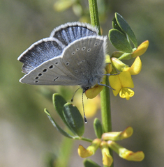 Glaucopsyche lygdamus palosverdesensis