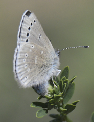 Glaucopsyche lygdamus palosverdesensis