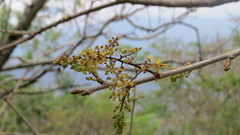 Astronium graveolens