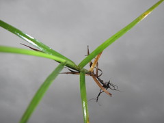 Cyperus mundii