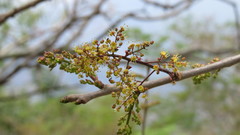 Astronium graveolens