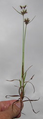 Cyperus mundii