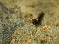 Odontoceridae