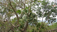 Astronium graveolens