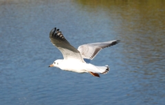 Chroicocephalus ridibundus