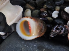 Nerita erythrostoma