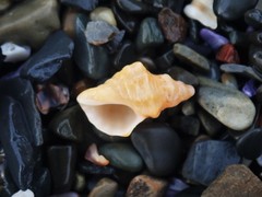 Phycothais reticulata