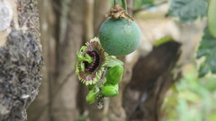Passiflora coriacea