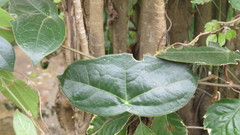 Passiflora coriacea
