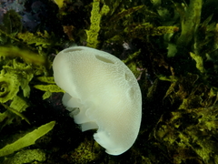 Catostylus mosaicus