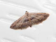 Araeopteron canescens