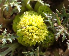 Tauschia parishii