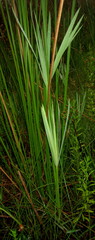 Cyperus sexangularis