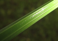 Cyperus sexangularis