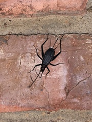 Homoeogryllus orientalis