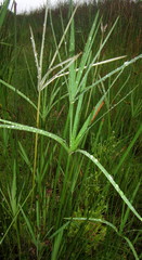 Cyperus sexangularis