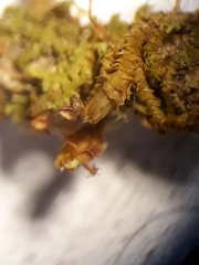 Frullania squarrosula