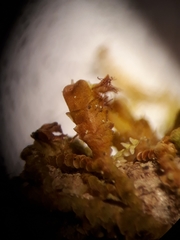 Frullania squarrosula