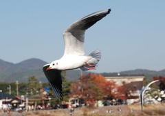 Chroicocephalus ridibundus