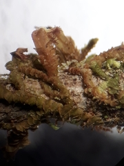 Frullania squarrosula