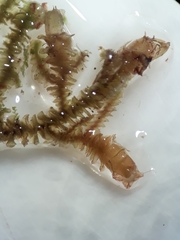 Frullania squarrosula