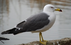 Larus