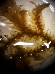 Frullania squarrosula