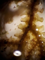 Frullania squarrosula