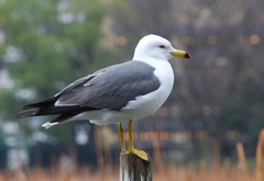 Larus