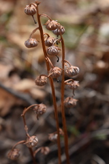 Pyrola japonica